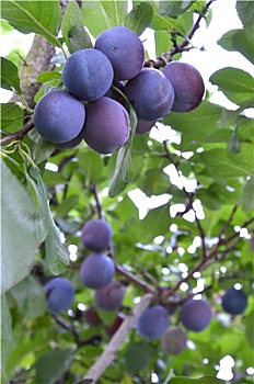 dự đoán xổ số an giang hôm nay